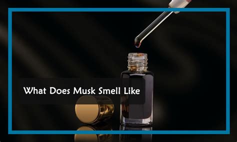 musk definition perfume|is musk a good smell.